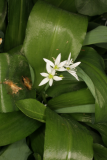 Allium ursinum RCP4-2012 75.JPG